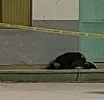 De Rodillas